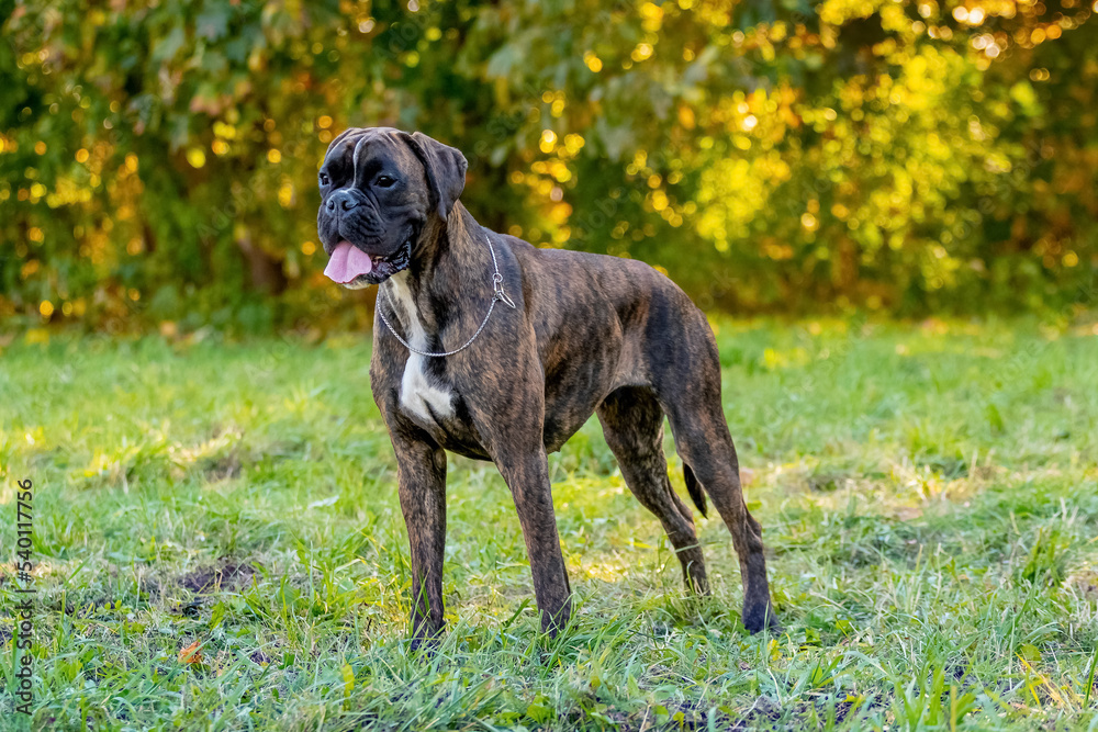 A large dog of the German boxer breed stands in the park on the grass A large dog of the German boxer breed stands in the park on the grass