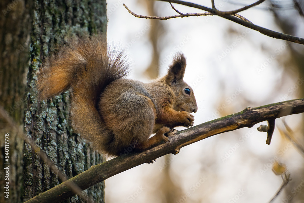 Squirrel sits on a tree branch and eats nuts Squirrel sits on a tree branch and eats nuts