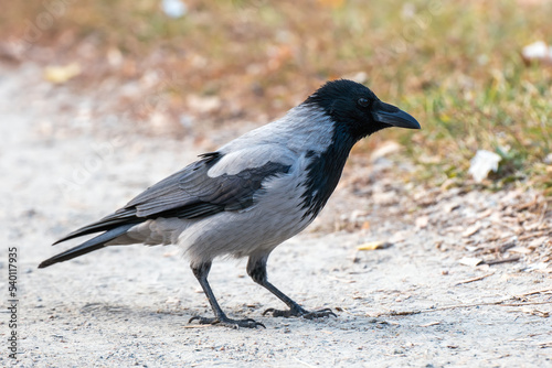 A hooded Crow Corvus cornix on a gravel road in the park