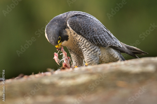 Peregrine falcon, Falco peregrinus, eating on a rock. Portrait of bird of pray with its prey. Majestic large, crow-sized falcon, it has a blue-grey back, barred white underparts, and a black head