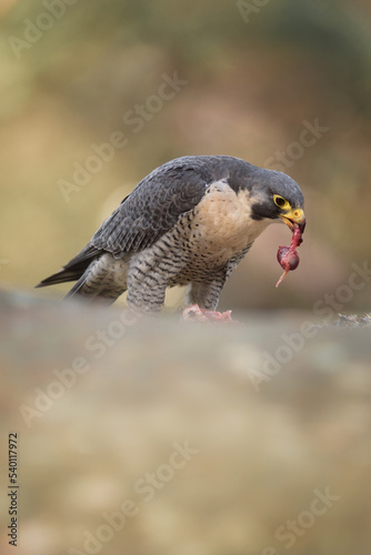 Peregrine falcon, Falco peregrinus, eating on a rock. Portrait of bird of pray with its prey. Majestic large, crow-sized falcon, it has a blue-grey back, barred white underparts, and a black head
