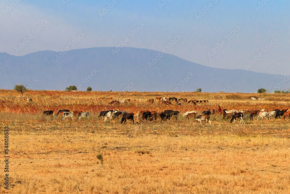 Fototapeta premium Herd of zebu cattles on a pasture in Tanzania