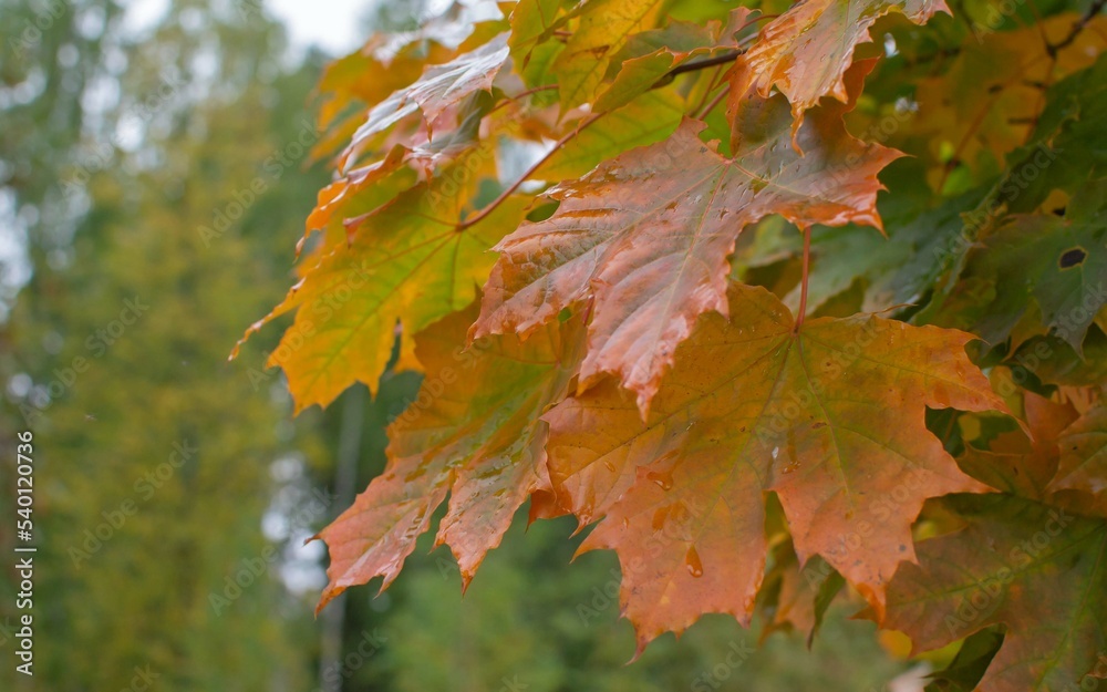 Fototapeta premium Close-up of yellow maple leaves on a tree on a rainy autumn day. Autumn concept. Selective focus.