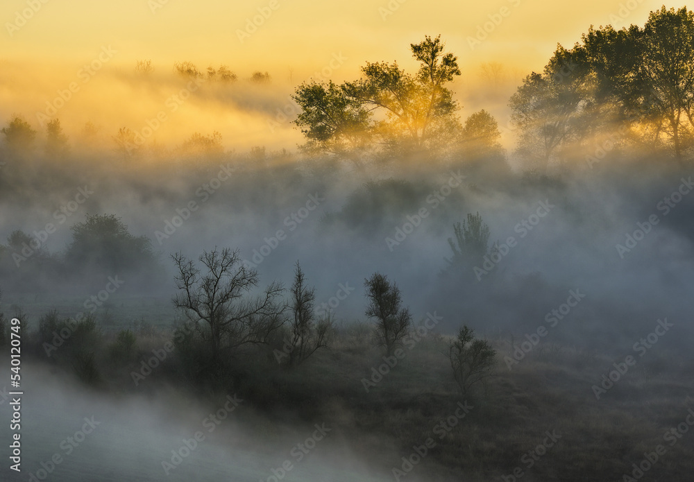 Trees in the Fog. Autumn morning. Nature of Ukraine Trees in the Fog. Autumn morning. Nature of Ukraine