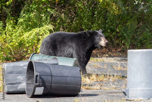 Black Bear Raiding Garbage Cans