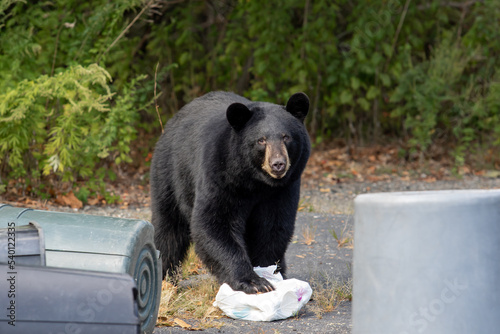 Black Bear Raiding Garbage Cans photo