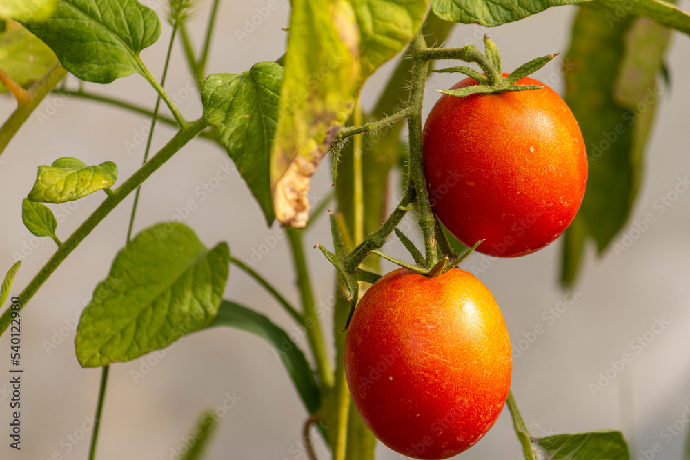 a bunch of green-orange-yellow unripe tomatoes hanging on a branch of a plant a bunch of green-orange-yellow unripe tomatoes hanging on a branch of a plant