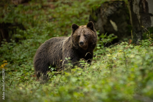 Brown bear  ursus arctos  looking in green forest in summertime nature. Large predator standing in greenery in summer. Dark big mammal watching in woodland.
