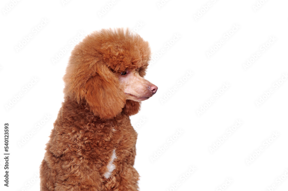 Closeup portrait of a poodle looking to the side against white background Closeup portrait of a poodle looking to the side against white background