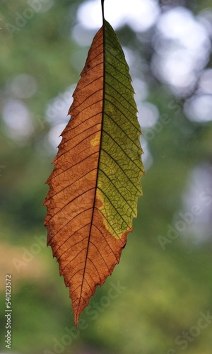 Wallpaper Mural Ein gepresster trockener Blatt halb grün, halb dunkel rot vom Edelkastanie (Castanea sativa) , von tageslicht durchleuchtet auf hell grünem, unscharfen Hintergrund. Torontodigital.ca