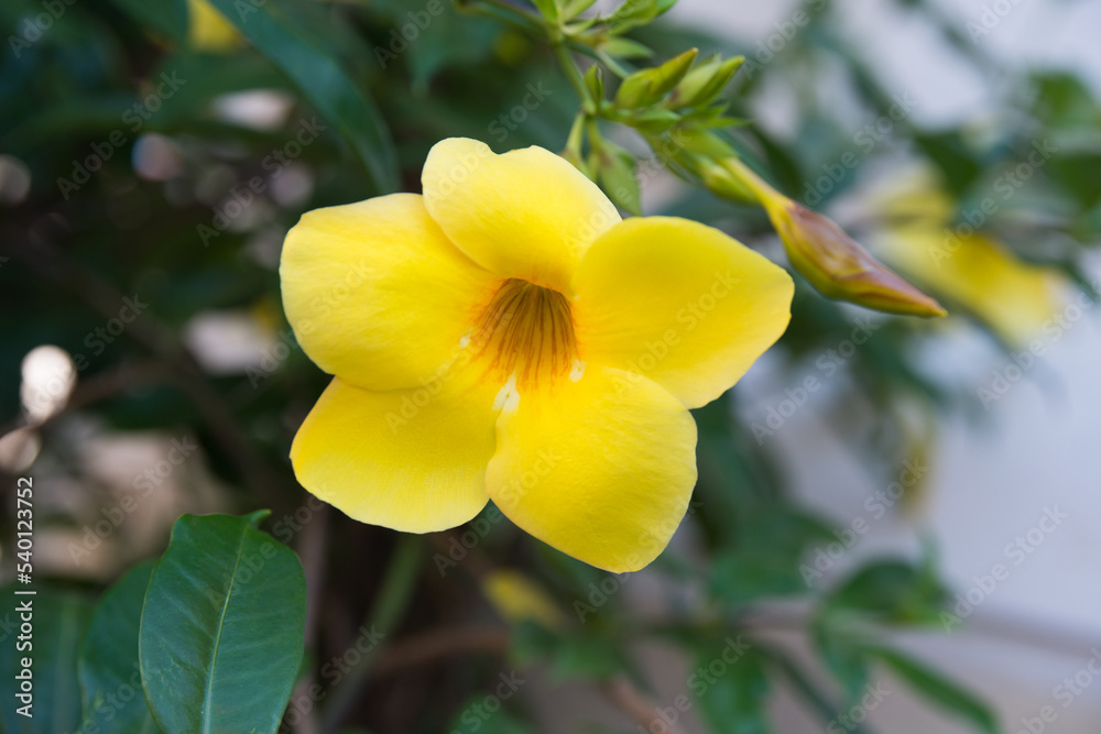 Close up of a flower of yellow allamanda, also known as golden trumpet Close up of a flower of yellow allamanda, also known as golden trumpet