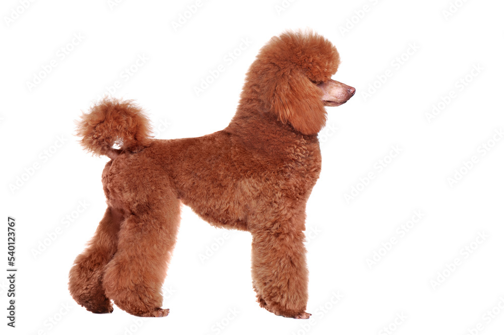 Side view full length portrait of a poodle looking up Side view full length portrait of a poodle looking up