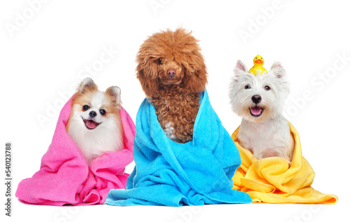 Three dogs in towels after bathing
