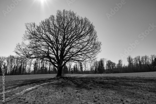 Ein brächtiger Baum, steht im Winter auf einer Weide, er wird von der Sonne durchflutet und durch das schwarz weiß wirkt das Bild sehr stimmungsvoll