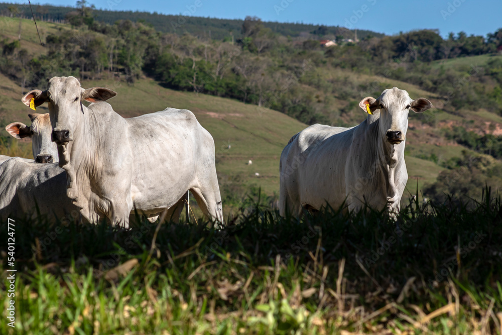 Vacas da raça zebuína Nelore, em uma área de pastagem de uma fazenda para pecuária bovina de corte, no município de Vera Cruz, SP. Vacas da raça zebuína Nelore, em uma área de pastagem de uma fazenda para pecuária bovina de corte, no município de Vera Cruz, SP.