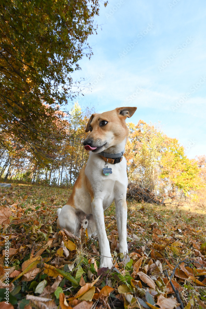 A happy pup enjoying the beautiful fall weather outside in the leaves and blue sunny sky. A happy pup enjoying the beautiful fall weather outside in the leaves and blue sunny sky.