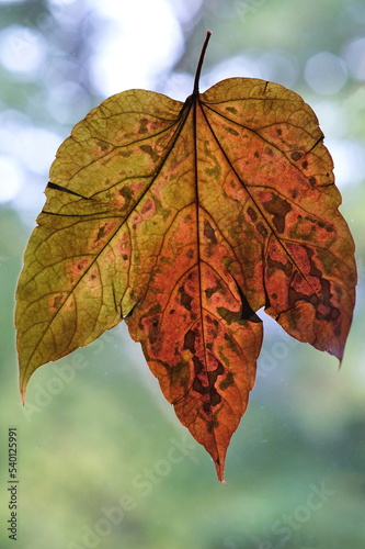 Wallpaper Mural Ein gepresster trockener Blatt in dunkel rot vom Gewöhnlicher Trompetenbaum (Catalpa bignoniodes) , von Tageslicht durchleuchtet auf hell grünem, unscharfen Hintergrund. Torontodigital.ca