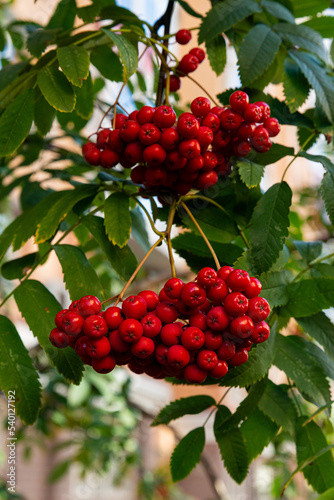 Rowan branches with ripe fruits close-up. Red rowan berries