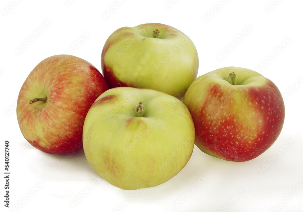 multicolor various apples as tasty and wholesome vegetarian food multicolor various apples as tasty and wholesome vegetarian food