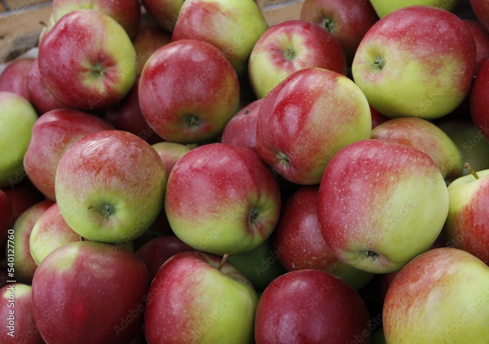 multicolor various apples as tasty and wholesome vegetarian food multicolor various apples as tasty and wholesome vegetarian food