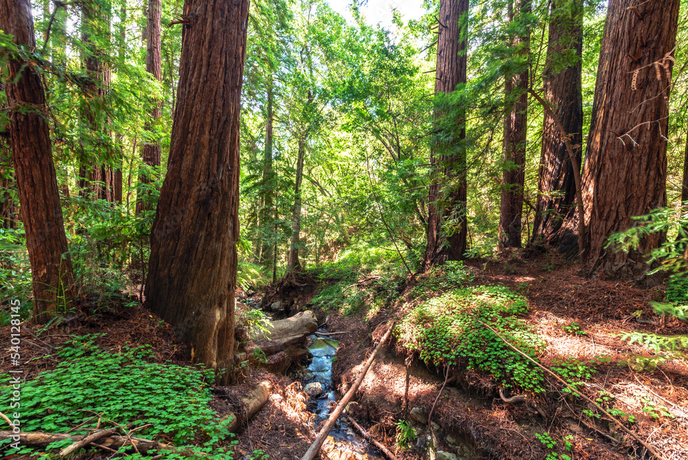 stream in redwood forest, California stream in redwood forest, California