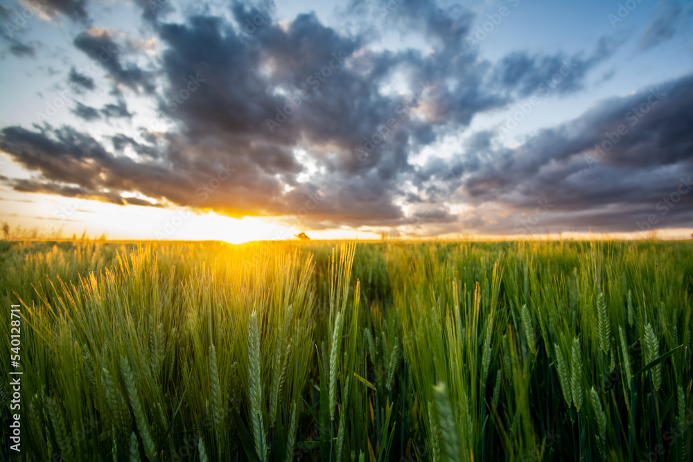Barley at Sunset