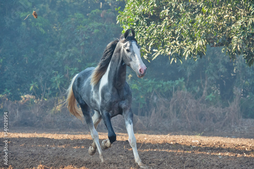 marwari grey piebald colt  running at freedom at morning.  India photo