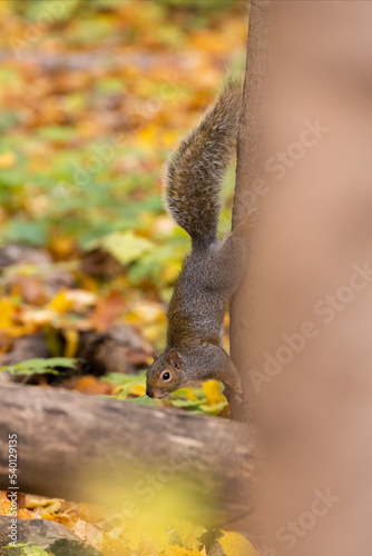 eastern gray squirrel (Sciurus carolinensis)