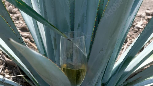 Serving tequila from an agave stalk in a glass cup