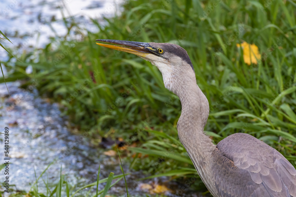 great blue heron (Ardea herodias) fishing great blue heron (Ardea herodias) fishing