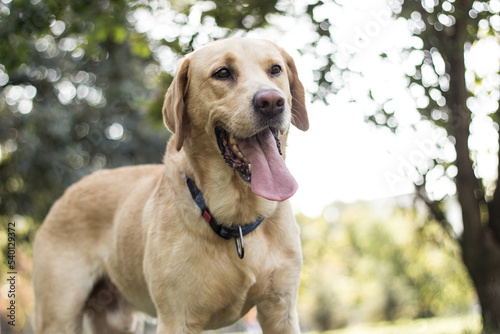 Smiling labrador dog in the city park portrait