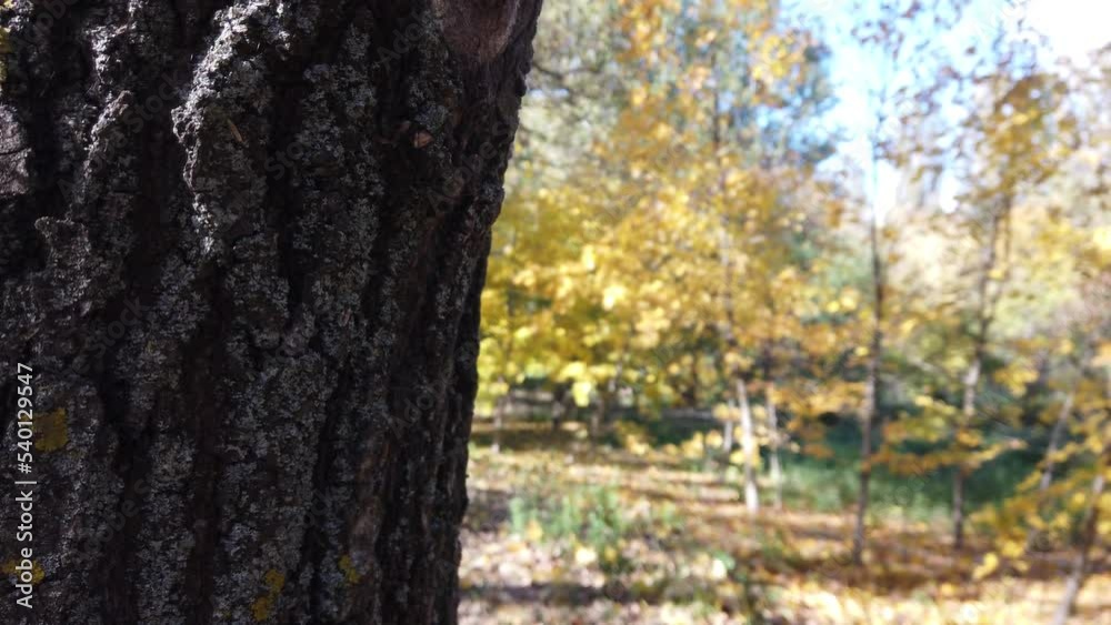 Tree branches with yellow leaves sway in a strong wind Tree branches with yellow leaves sway in a strong wind