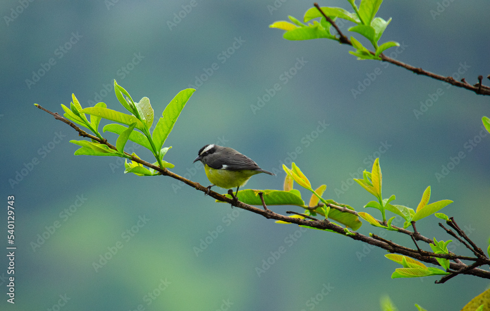 Obraz premium sparrow on a branch