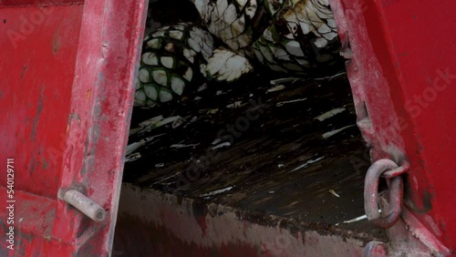 People unloading agave for tequila from a truck