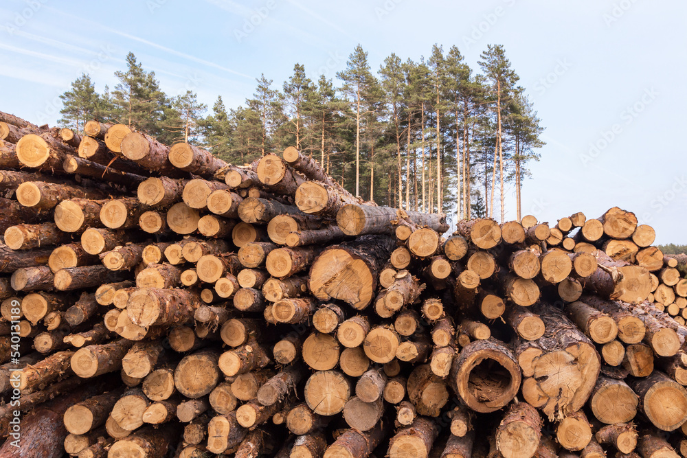 Firewood, timber harvesting. Deforestation, forest destruction. Pile, stack of many sawn logs of pine trees close up
