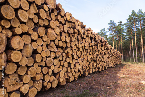 Deforestation, forest destruction. Timber, firewood background texture. Pile, stack of many sawn logs of pine tree