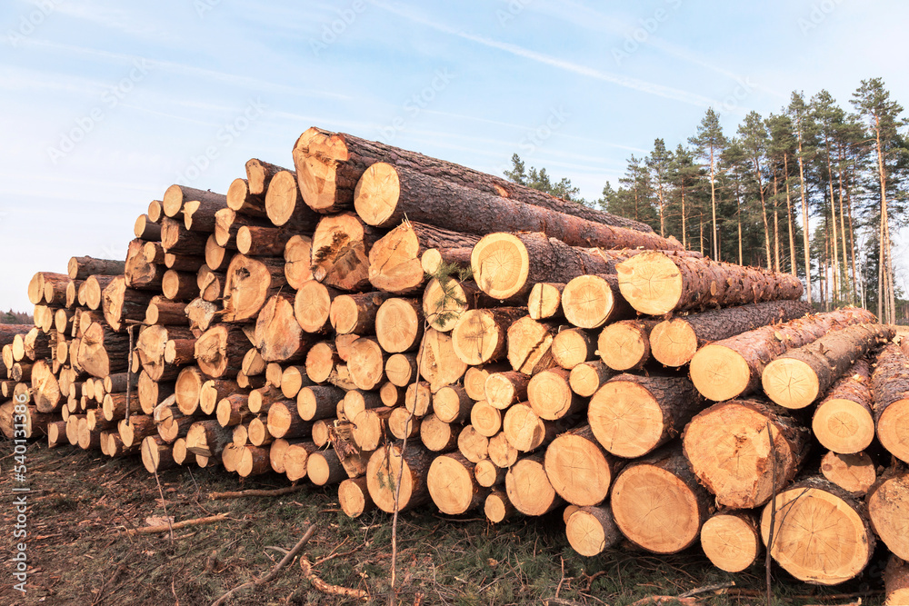Firewood, timber harvesting. Deforestation, forest destruction. Pile, stack of many sawn logs of pine trees in sunlight