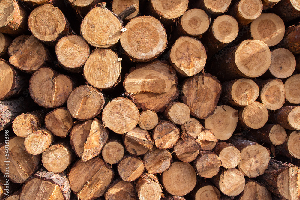 Lumber wood, firewood. Sawn cut trees, logs close up background texture. Timber harvesting. Deforestation, forest destruction Lumber wood, firewood. Sawn cut trees, logs close up background texture. Timber harvesting. Deforestation, forest destruction