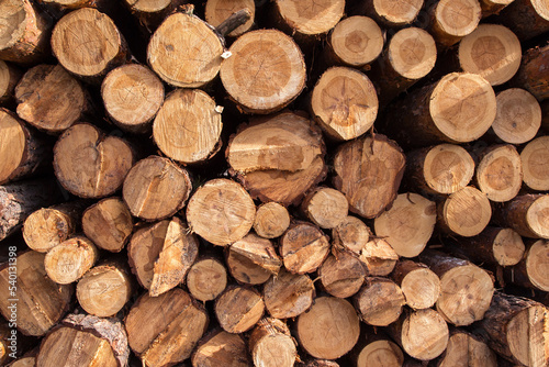 Lumber wood  firewood. Sawn cut trees  logs close up background texture. Timber harvesting. Deforestation  forest destruction
