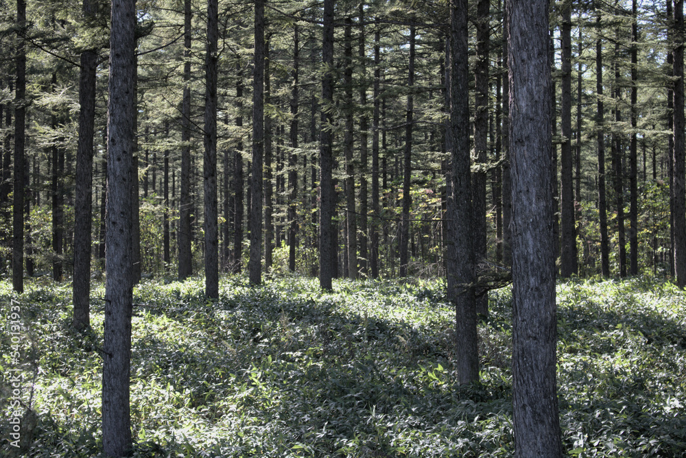 A forest that seems to suck you in A forest that seems to suck you in