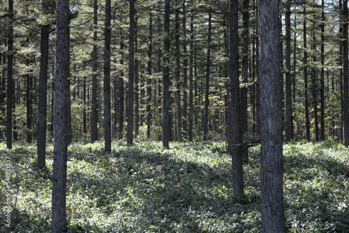 A forest that seems to suck you in