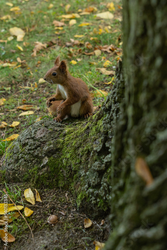 a squirrel sitting on a tree eating nuts close-up on the background of tree bark and looking at the camera