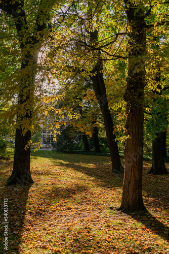 beautiful view of trees with yellow leaves in contrast sunlight in warm autumn season