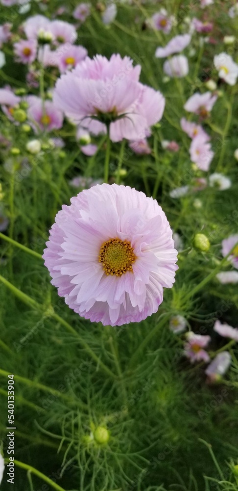 Fototapeta premium Pink Oregon Flowers 