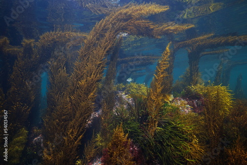 Algae underwater seascape in the Atlantic ocean in shallow water, Spain, Galicia, Rias baixas