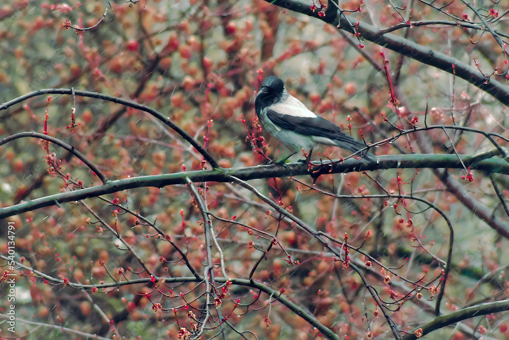 Side view, Lonely bird raven walks on branch of flowering tree in rainy weather.