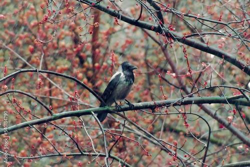 Alone raven bird sits on branch of flowering tree in rainy weather.