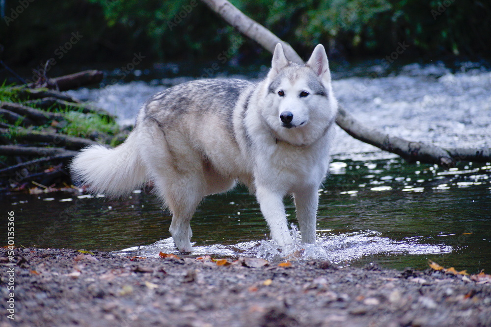 Wolfdog by the River