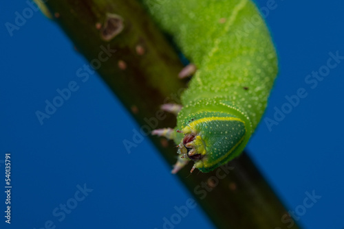 Head on of green caterpiller