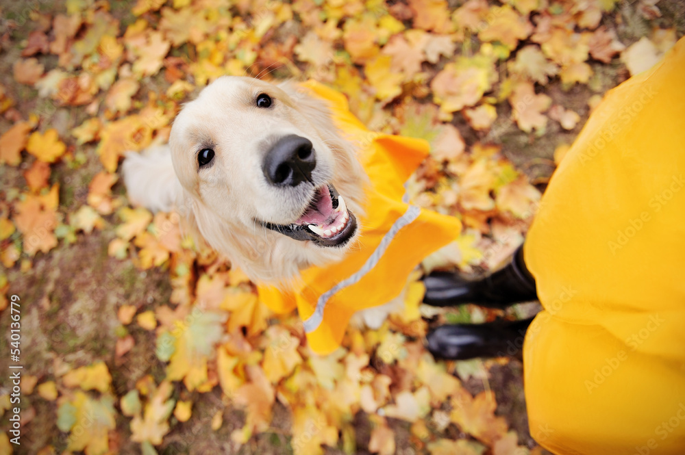 View from above of a golden retriever in raincoat with the owner in rubber boots